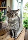 TT !!Sponsored Adoption Fee!! - Photo 4