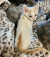 adoptable Cat in Knoxville, TN named Colby