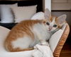 adoptable Cat in  named Archie