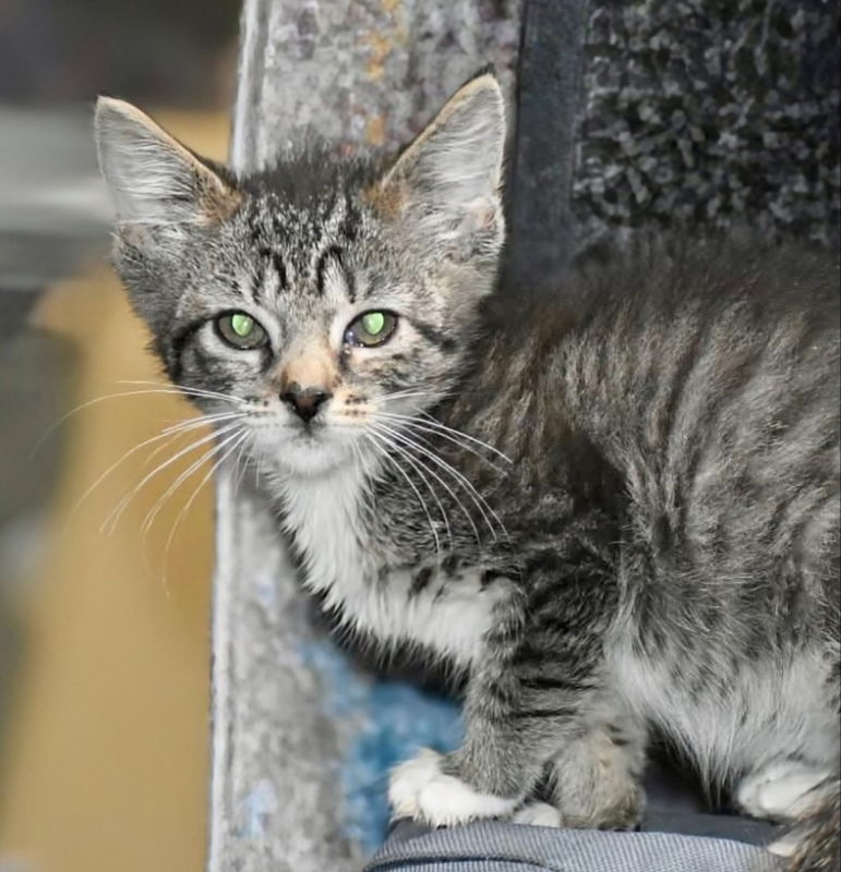 adoptable Cat in Knoxville, TN named Billie