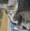 adoptable Cat in Knoxville, TN named Billie