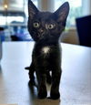 adoptable Cat in Knoxville, TN named Binx