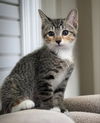 adoptable Cat in Knoxville, TN named Blueberry