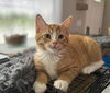 adoptable Cat in Knoxville, TN named Goose