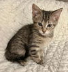 adoptable Cat in Knoxville, TN named Riley