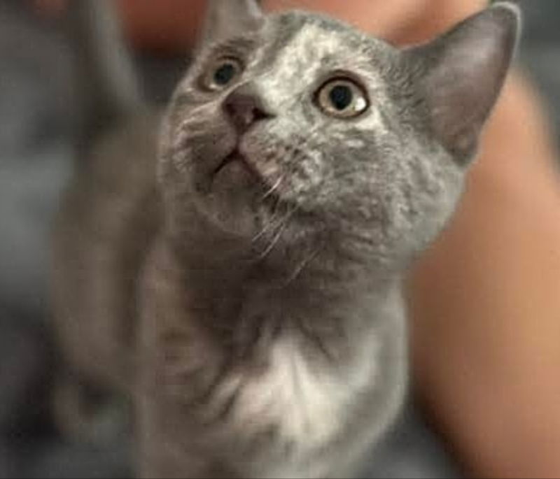 adoptable Cat in Knoxville, TN named Puddles