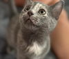 adoptable Cat in  named Puddles