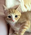 adoptable Cat in Knoxville, TN named Cheez-it