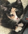 adoptable Cat in Knoxville, TN named Cookie