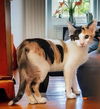 adoptable Cat in  named Honey