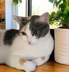adoptable Cat in  named Mama Mostarda