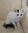 adoptable Cat in  named Violette