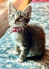 adoptable Cat in  named Summer