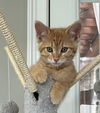 adoptable Cat in  named Hamlet