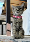 adoptable Cat in  named Cleopatra