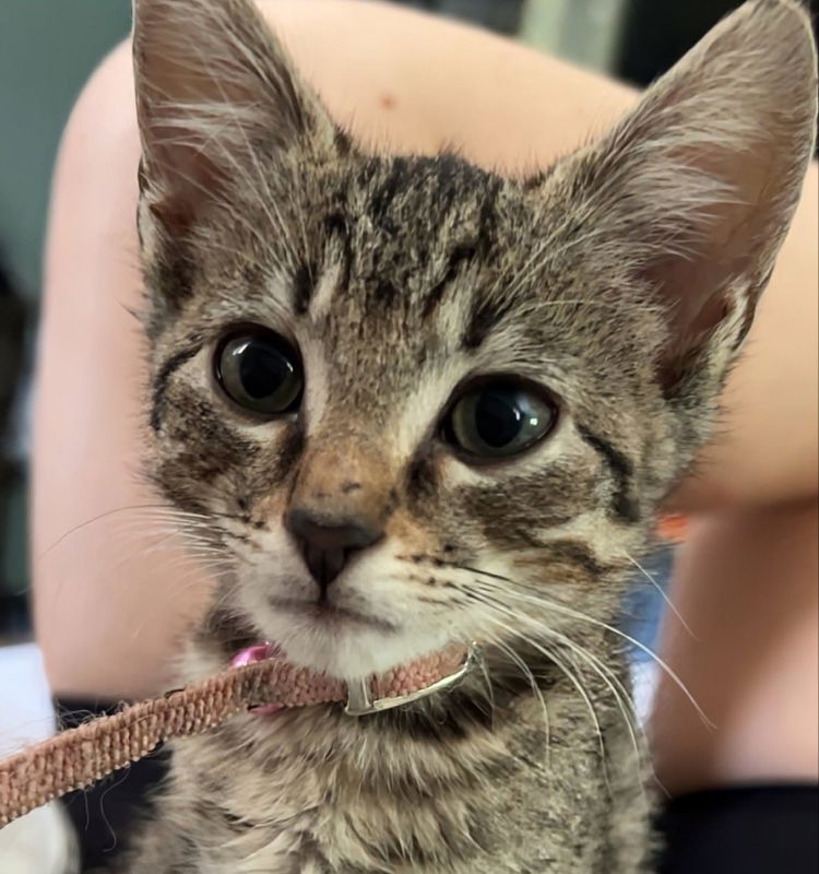 adoptable Cat in Knoxville, TN named Noodle