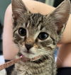 adoptable Cat in  named Noodle