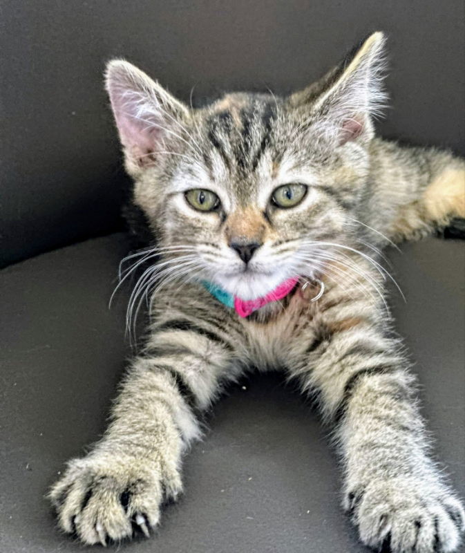adoptable Cat in Knoxville, TN named Juliet