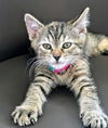 adoptable Cat in  named Juliet