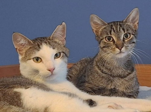 picture of the cat needing adoption