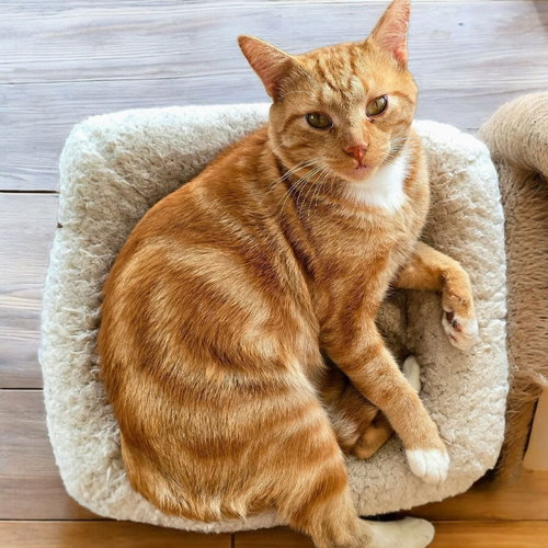 picture of the cat needing adoption