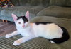 Missy - Photo 2