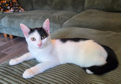 MISSY - Domestic Short Hair available for adoption