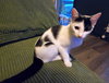 Missy - Photo 5