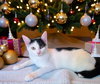 Missy - Photo 1