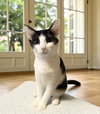 Mozzarella - Photo 2