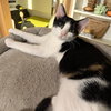 Mozzarella - Photo 4
