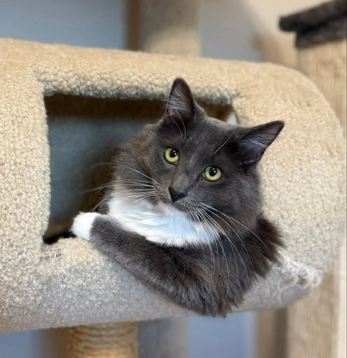 STORMY - Tuxedo available for adoption