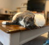 Stormy - Photo 7