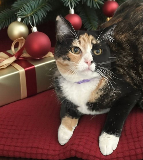 picture of the cat needing adoption