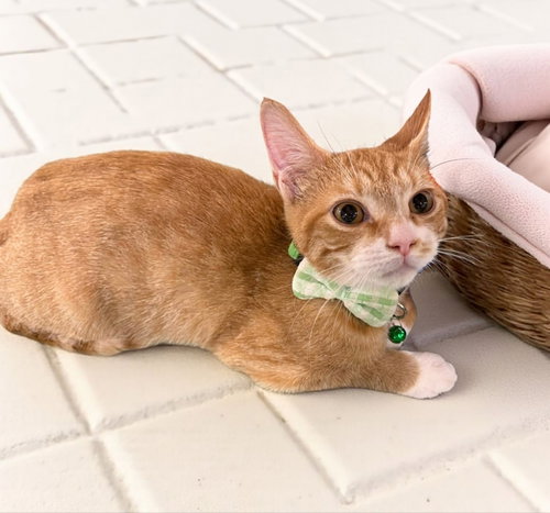 picture of the cat needing adoption