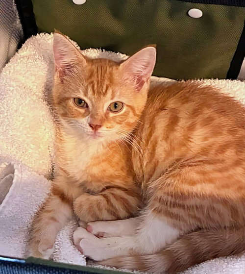 picture of the cat needing adoption