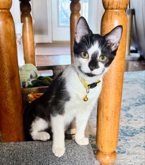 picture of the cat needing adoption