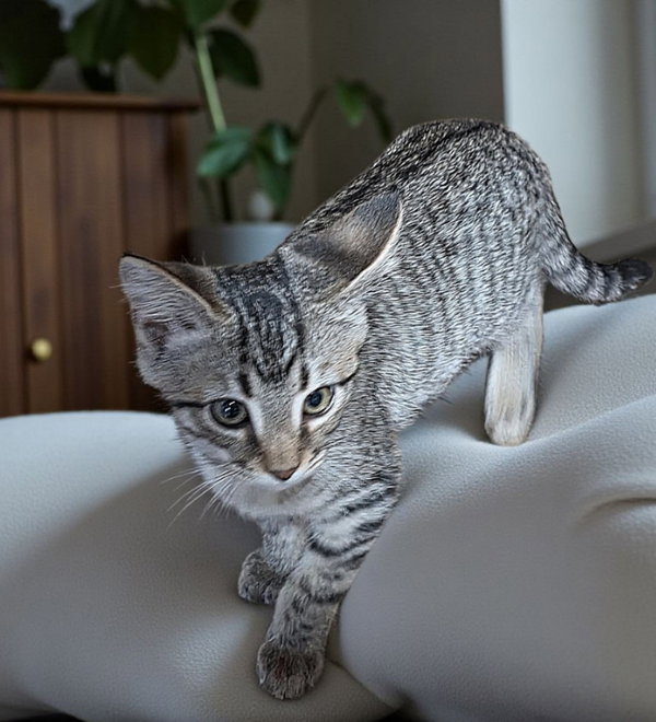 Draco