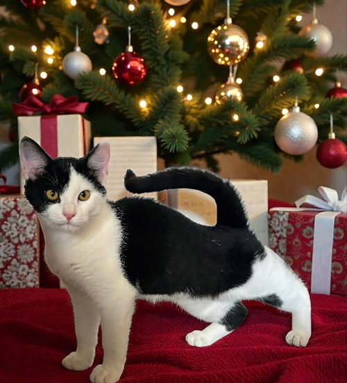 AVA - Domestic Short Hair available for adoption