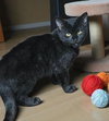 Luna - Photo 4