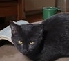 Luna - Photo 5
