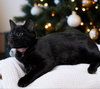Luna - Photo 2