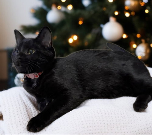 LUNA - Bombay / Domestic Short Hair available for adoption