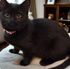 Luna - Photo 3