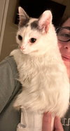 Winston - Photo 3