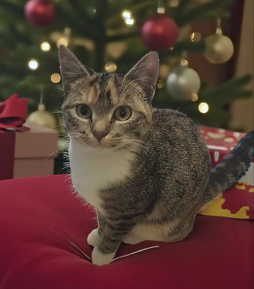 MOLLY - Torbie available for adoption