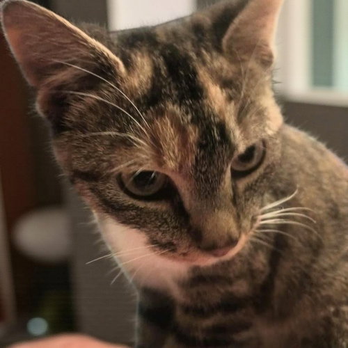 MOLLY - Torbie available for adoption