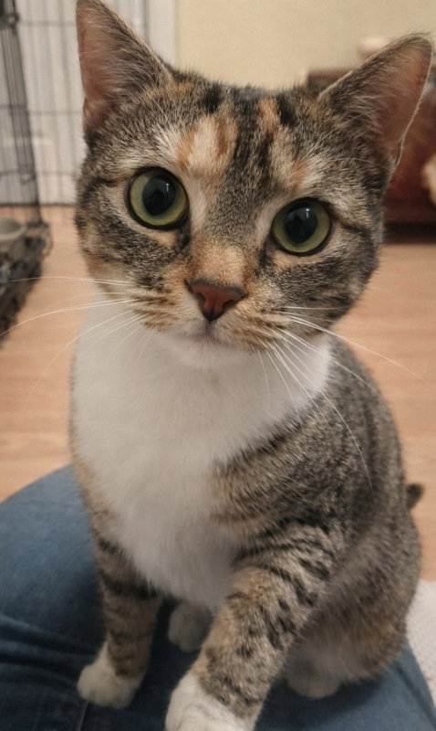 MOLLY - Torbie available for adoption