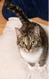 Molly - Photo 3