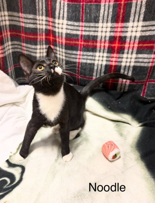 NOODLE - Tuxedo available for adoption